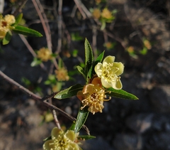 Kageneckia lanceolata