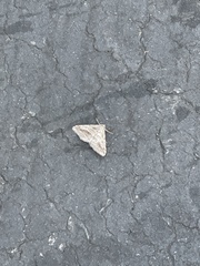 Digrammia continuata