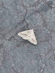 Digrammia continuata