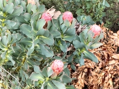 Protea grandiceps