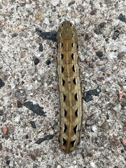 Spodoptera