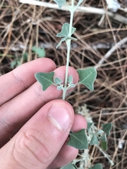 Chenopodium trigonon