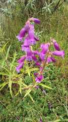 Penstemon gentianoides
