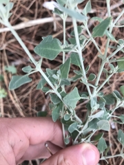 Chenopodium trigonon