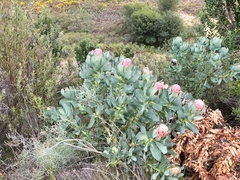 Protea grandiceps