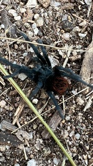 Aphonopelma madera