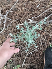 Chenopodium trigonon