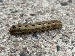 Spodoptera