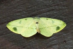 Omiza miliaria