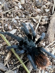 Aphonopelma madera