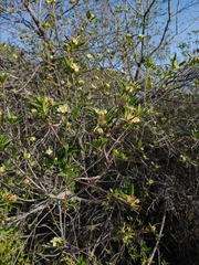 Kageneckia lanceolata