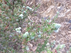 Cliffortia ruscifolia