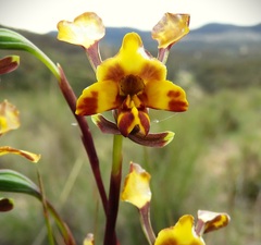 Diuris semilunulata