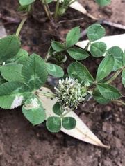Trifolium glomeratum