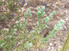 Cliffortia ruscifolia