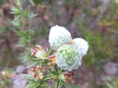 Cliffortia ruscifolia