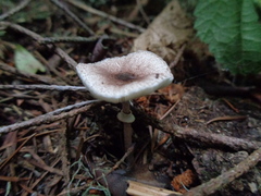 Lepiota flammeotincta