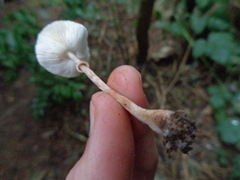 Lepiota flammeotincta