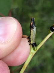Symphyta