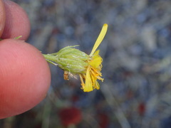 Senecio flaccidus
