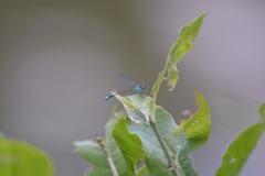 Ischnura elegans