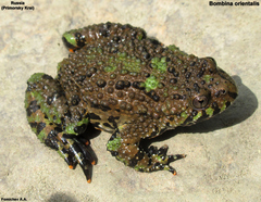Bombina orientalis