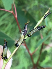 Symphyta