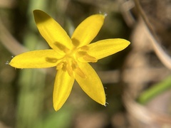 Hypoxis hirsuta