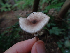 Lepiota flammeotincta