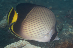 Chaetodon decussatus