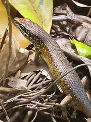Trachylepis maculilabris