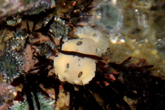 Diaulula sandiegensis