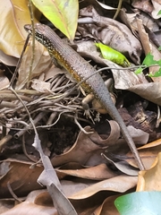 Trachylepis maculilabris