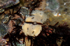 Diaulula sandiegensis