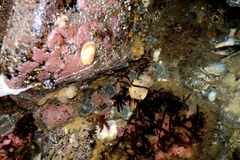 Diaulula sandiegensis