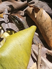 Trachylepis maculilabris