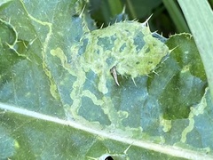 Phytomyza albiceps group