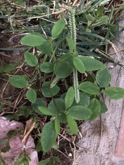 Euphorbia graminea