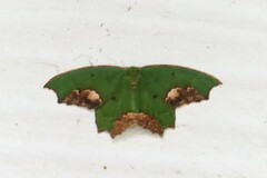 Chloroparda palliplagiata