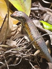 Trachylepis maculilabris