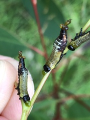 Symphyta