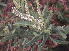 Eysenhardtia polystachya