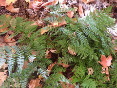 Dryopteris