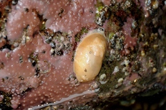 Diaulula sandiegensis