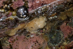 Diaulula sandiegensis