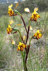 Diuris semilunulata