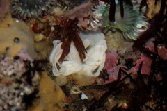 Diaulula sandiegensis