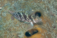 Cirrhitichthys aprinus