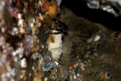 Diaulula sandiegensis