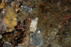 Diaulula sandiegensis